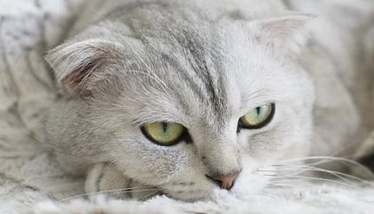 杰伦布朗和亚历山大分别当选NBA东西部周最佳球员