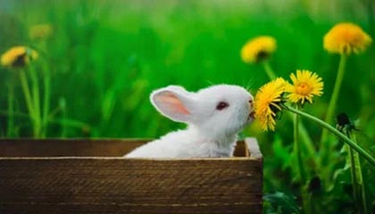 杰伦布朗和亚历山大分别当选NBA东西部周最佳球员